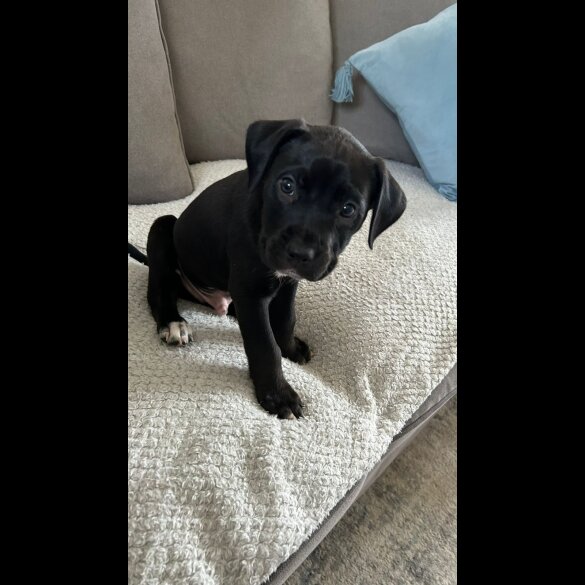 Staffordshire Bull Terrier - Dogs