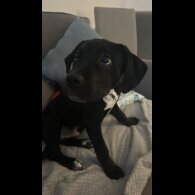 Staffordshire Bull Terrier - Dogs