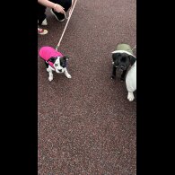 Staffordshire Bull Terrier - Dogs