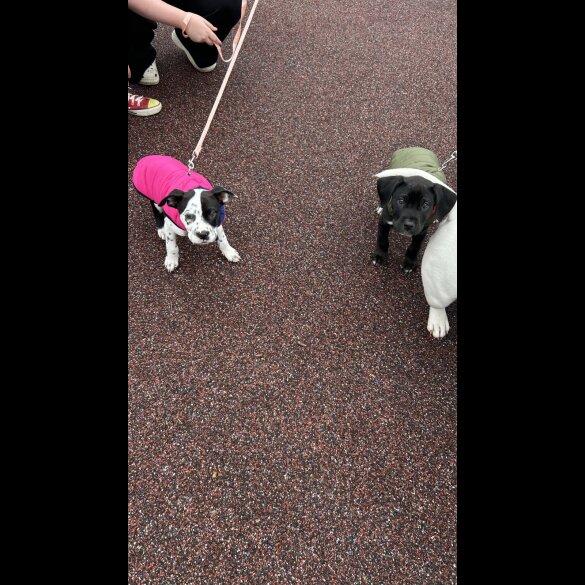 Staffordshire Bull Terrier - Dogs