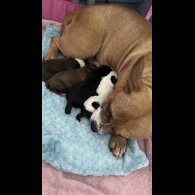 Staffordshire Bull Terrier - Dogs
