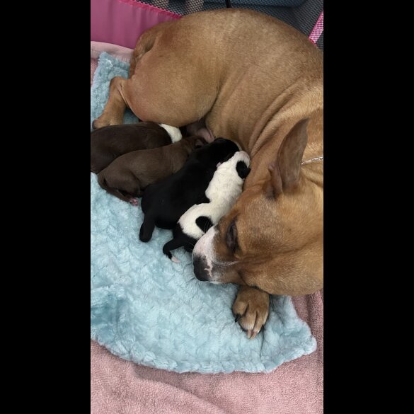 Staffordshire Bull Terrier - Dogs