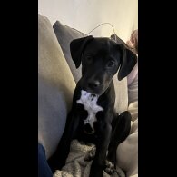 Staffordshire Bull Terrier - Dogs
