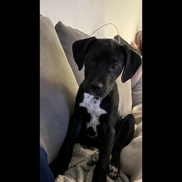 Staffordshire Bull Terrier - Dogs