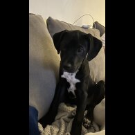Staffordshire Bull Terrier - Dogs