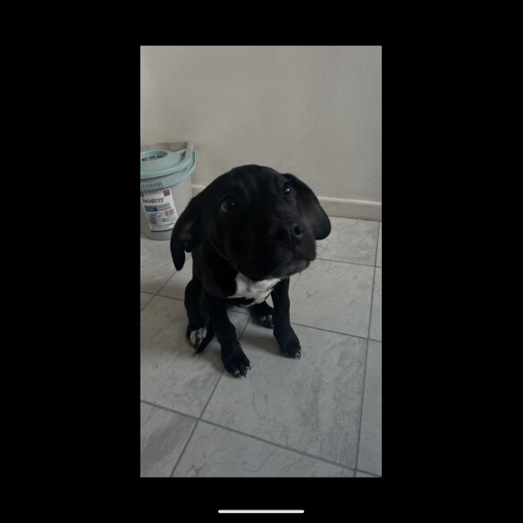 Staffordshire Bull Terrier - Dogs