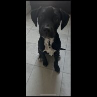 Staffordshire Bull Terrier - Dogs