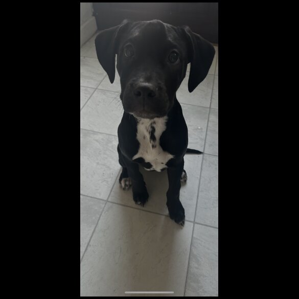 Staffordshire Bull Terrier - Dogs