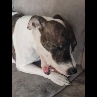 Staffordshire Bull Terrier - Both
