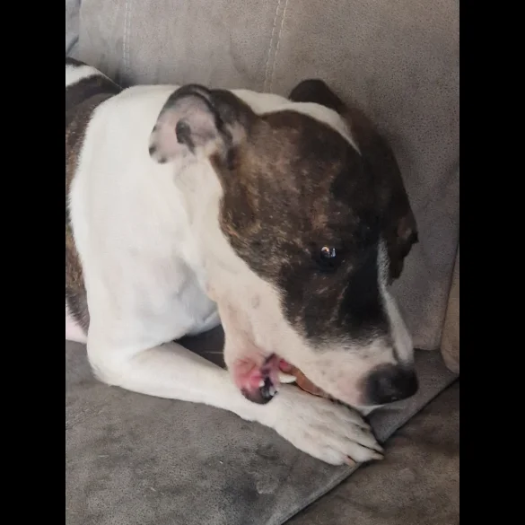 Staffordshire Bull Terrier - Both