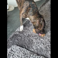 Staffordshire Bull Terrier - Both