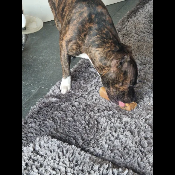 Staffordshire Bull Terrier - Both