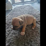 Staffordshire Bull Terrier - Both