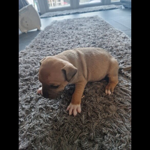 Staffordshire Bull Terrier - Both