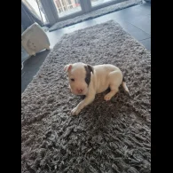 Staffordshire Bull Terrier - Both