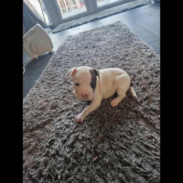 Staffordshire Bull Terrier - Both