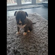 Staffordshire Bull Terrier - Both