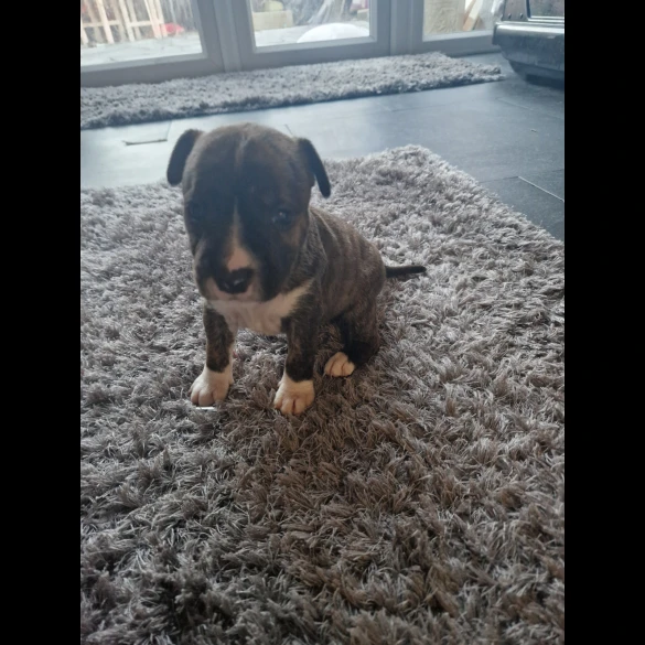 Staffordshire Bull Terrier - Both