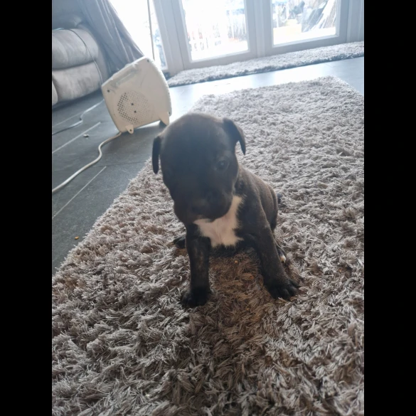 Staffordshire Bull Terrier - Both