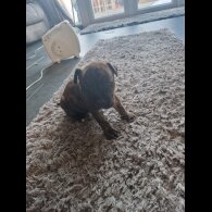 Staffordshire Bull Terrier - Both