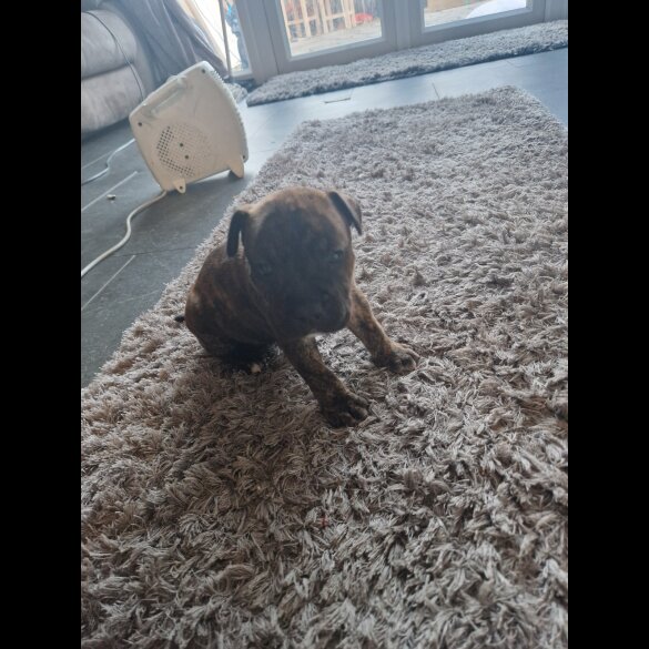 Staffordshire Bull Terrier - Both