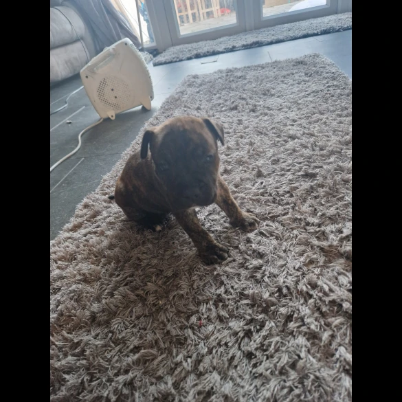 Staffordshire Bull Terrier - Both