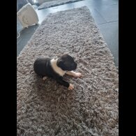 Staffordshire Bull Terrier - Both