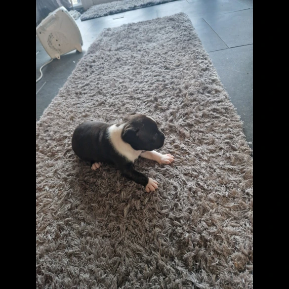 Staffordshire Bull Terrier - Both