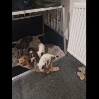 Staffordshire Bull Terrier - Both