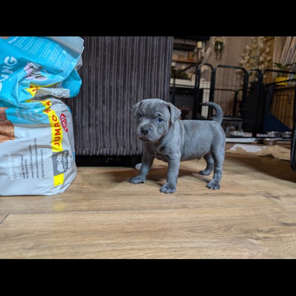 Staffordshire Bull Terrier - Both