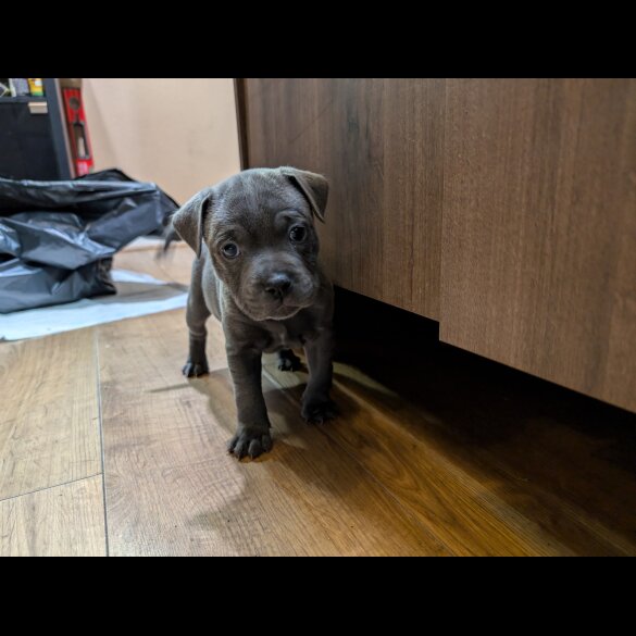 Staffordshire Bull Terrier - Both