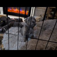 Staffordshire Bull Terrier - Both