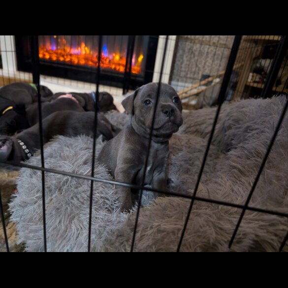 Staffordshire Bull Terrier - Both
