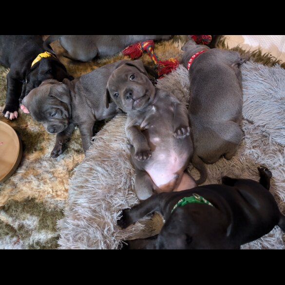 Staffordshire Bull Terrier - Both