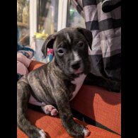 Staffordshire Bull Terrier - Both