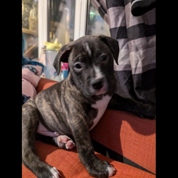 Staffordshire Bull Terrier - Both