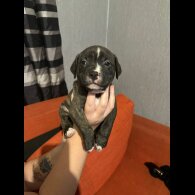 Staffordshire Bull Terrier - Both