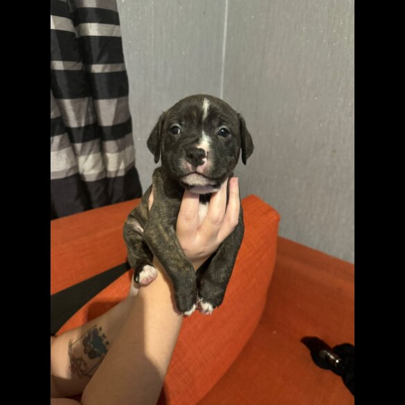 Staffordshire Bull Terrier - Both
