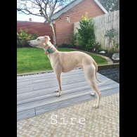 Whippet - Both