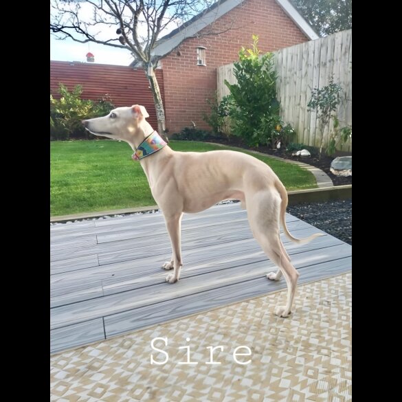 Whippet - Both