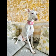 Whippet - Both