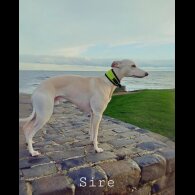 Whippet - Both