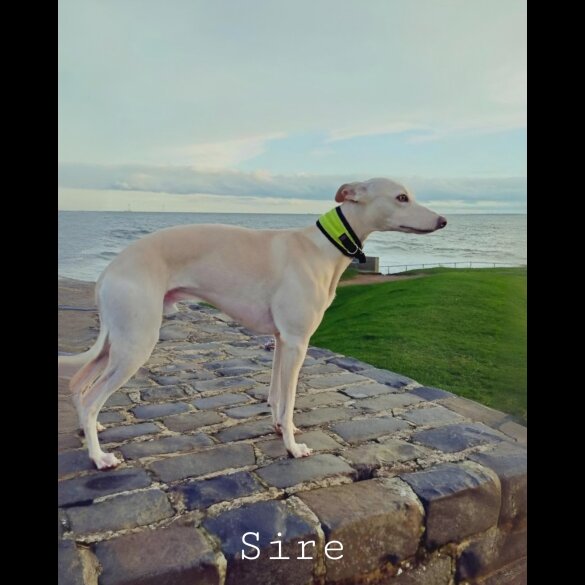 Whippet - Both