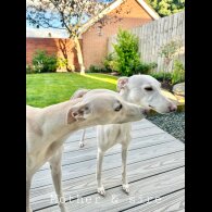 Whippet - Both