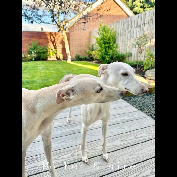 Whippet - Both