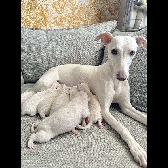 Whippet - Both