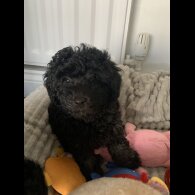 Toy Poodle - Bitches