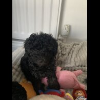 Toy Poodle - Bitches