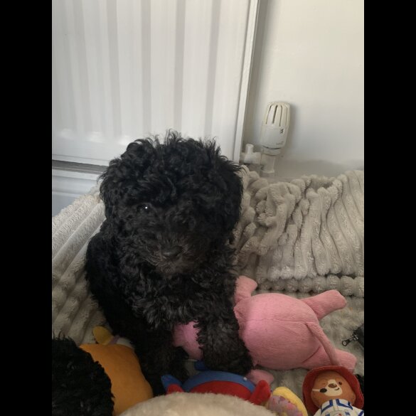 Toy Poodle - Bitches