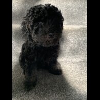 Toy Poodle - Bitches
